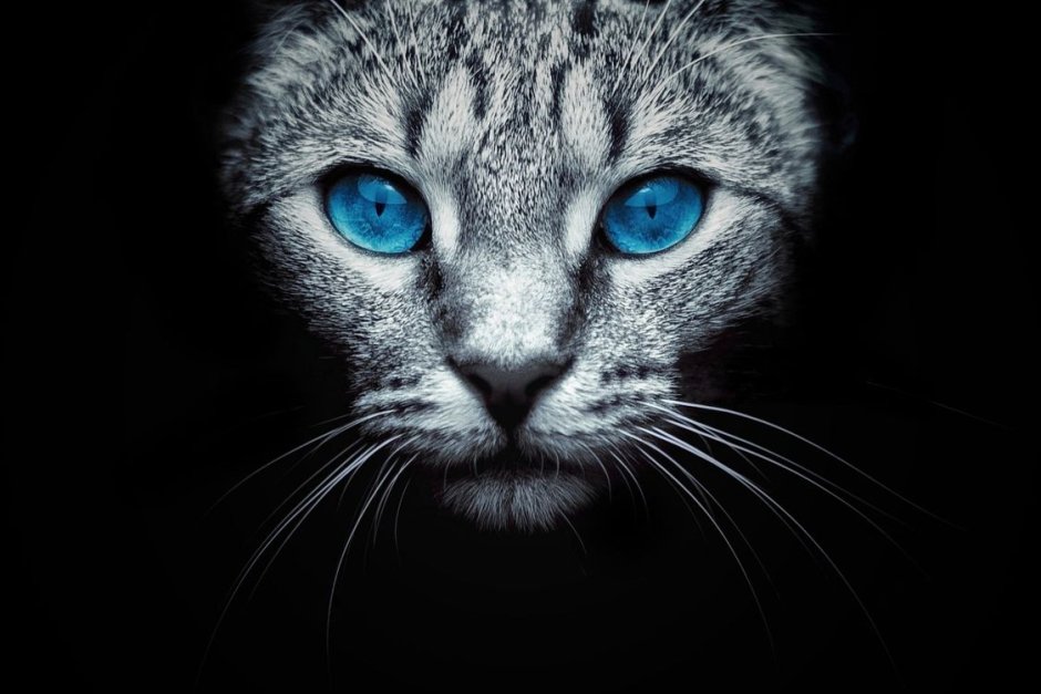 Чёрные коты с голубыми глазами