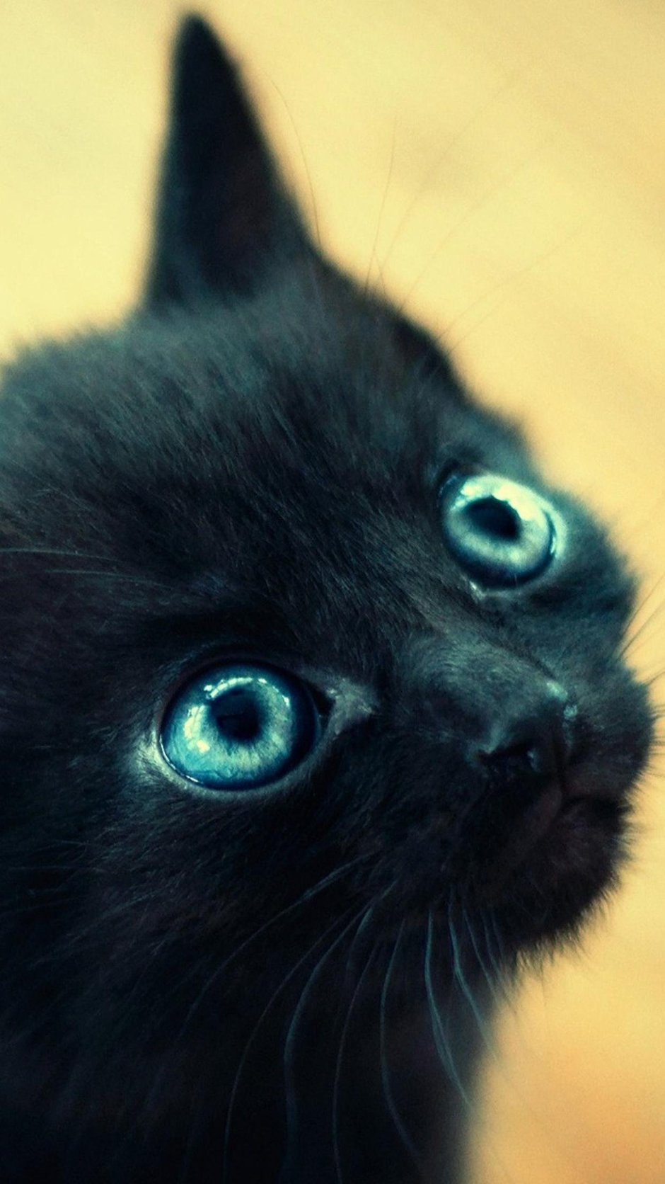 Серая пушистая голубоглазая кошка