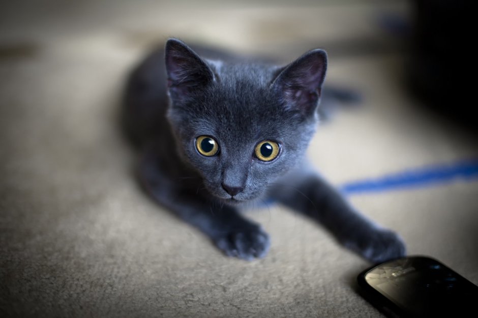 Русская голубая кот