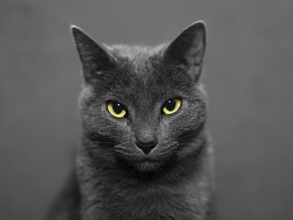 Кошка с голубыми глазами