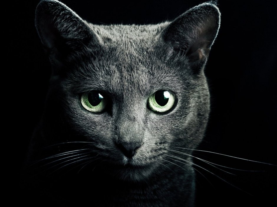 Кот гетерохромия