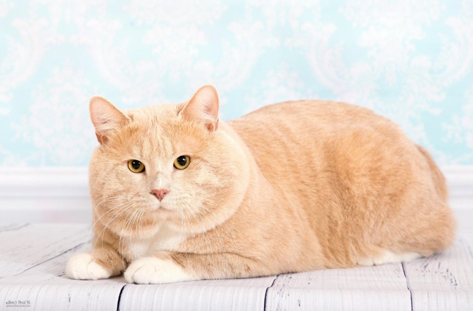 Кот британский гладкошерстный палевый