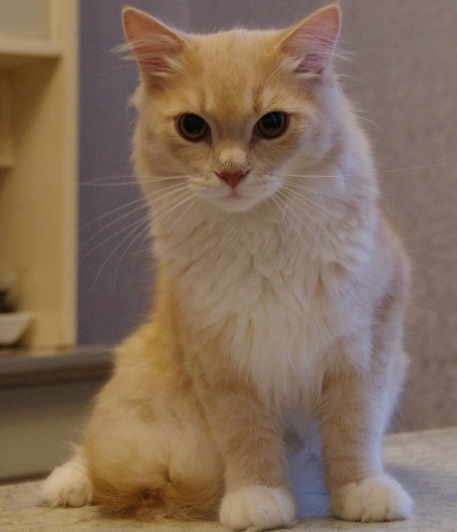 Котенок персикового цвета