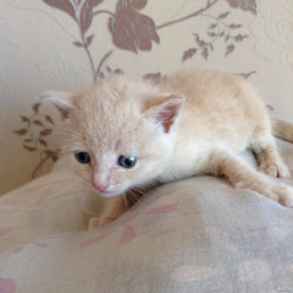 Персиковый котенок