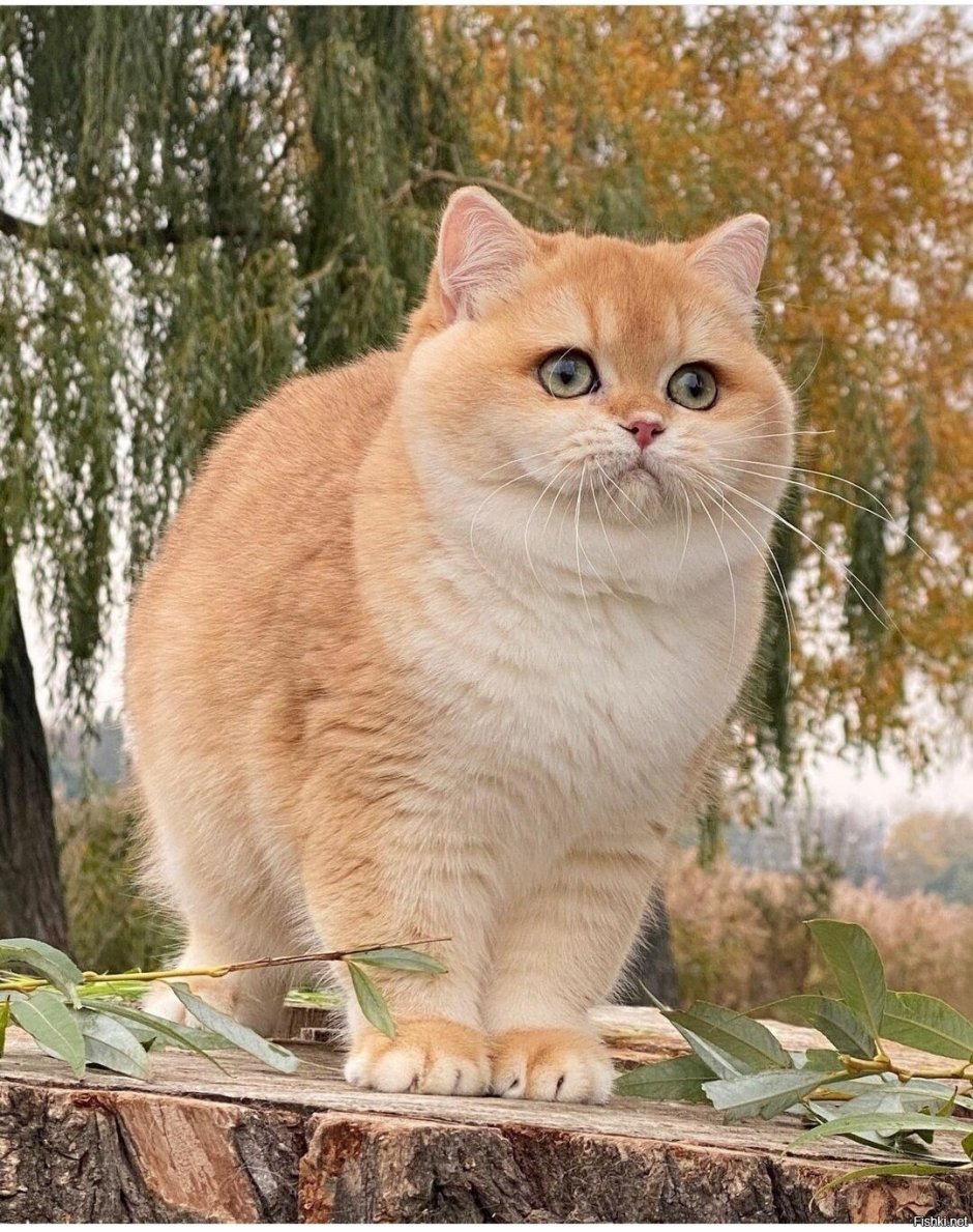 Персиковый кот