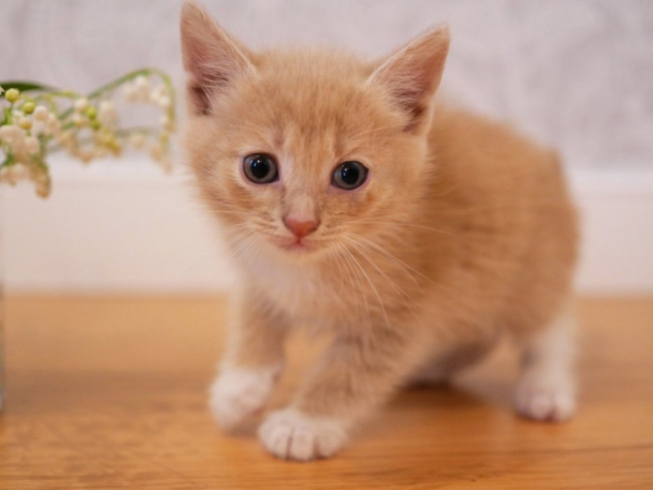 Персиковый кот