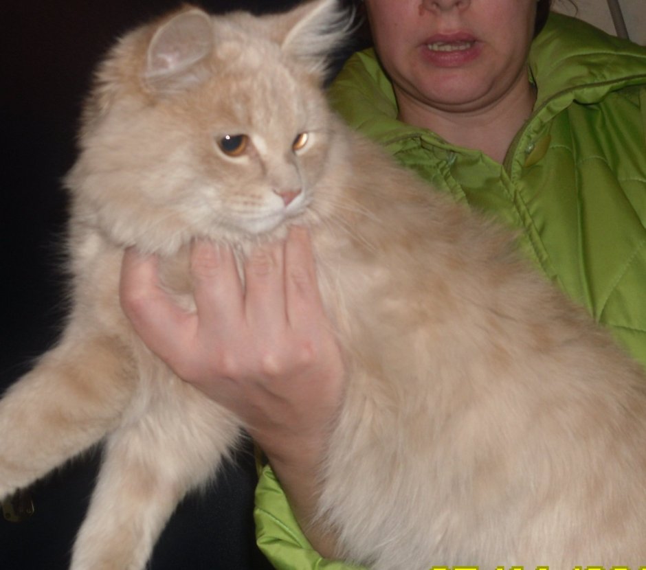 Фото маленького котёнка персикого цвета