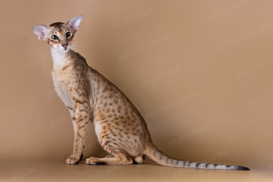 Доберман и бенгал