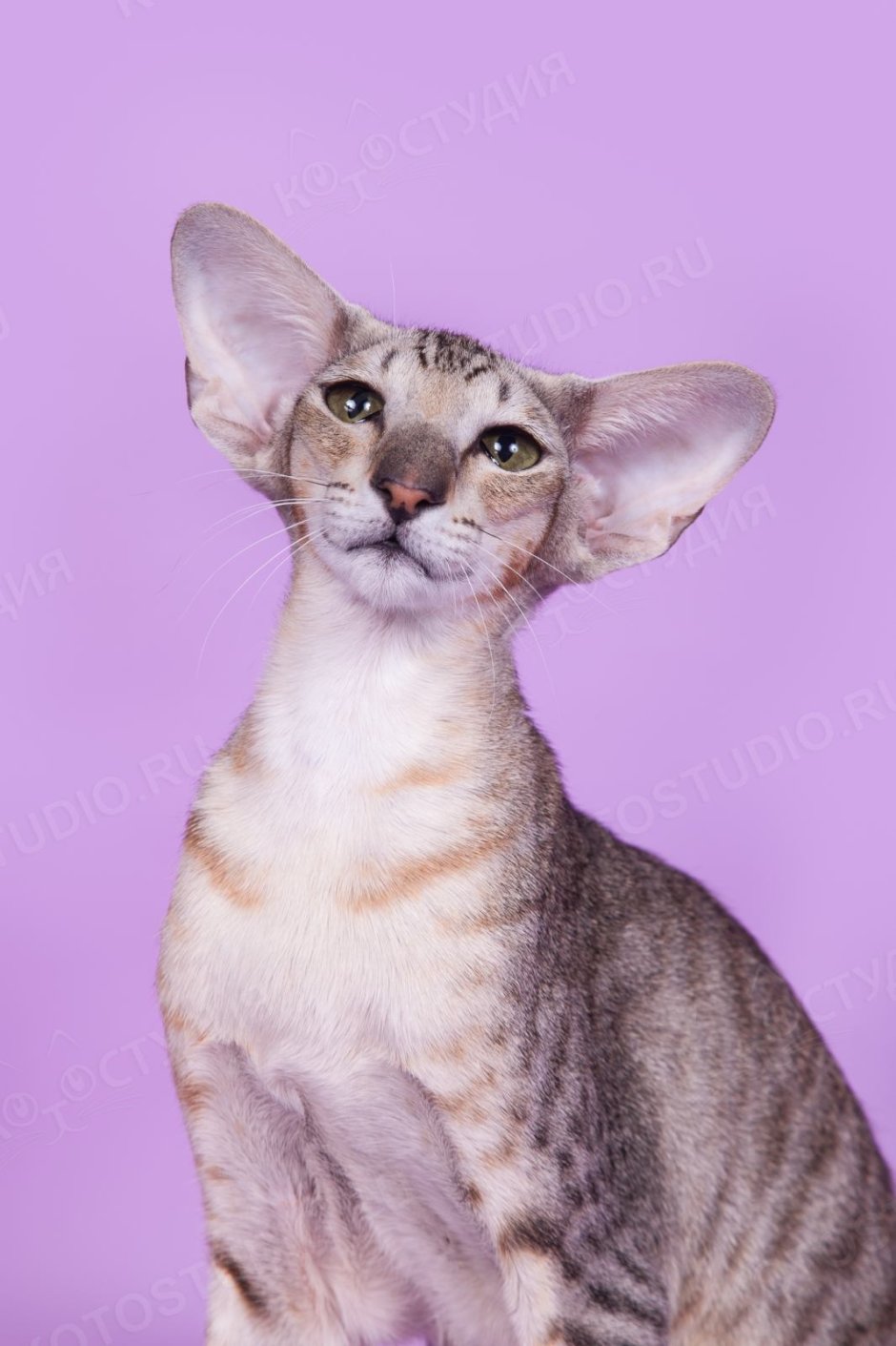 Бенгальский кот метис полосатый