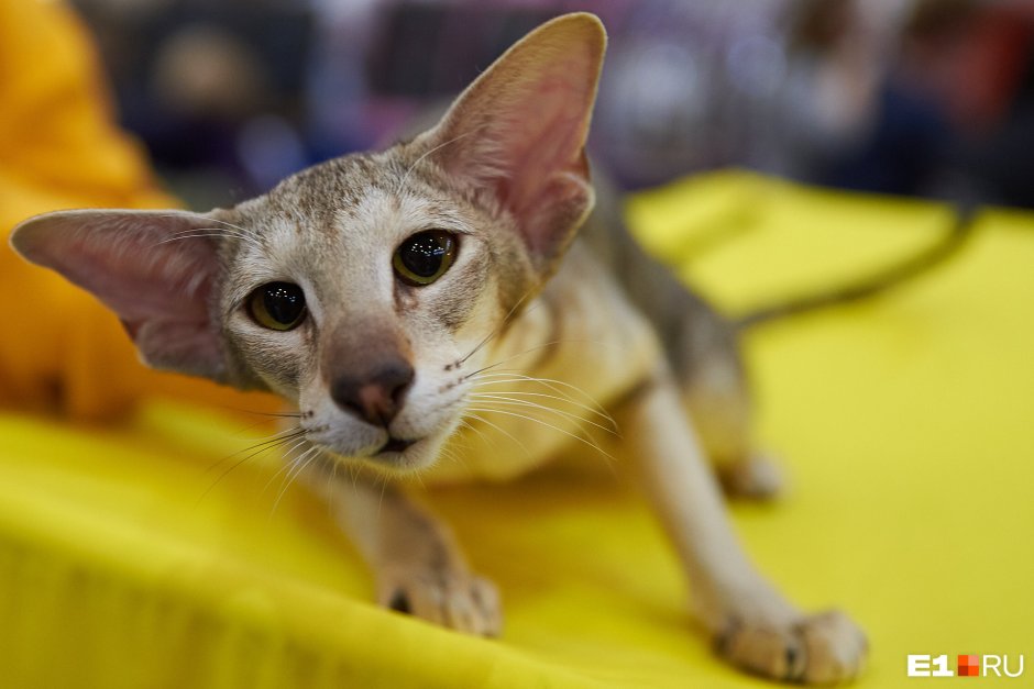 Котята Ориенталь Ваня