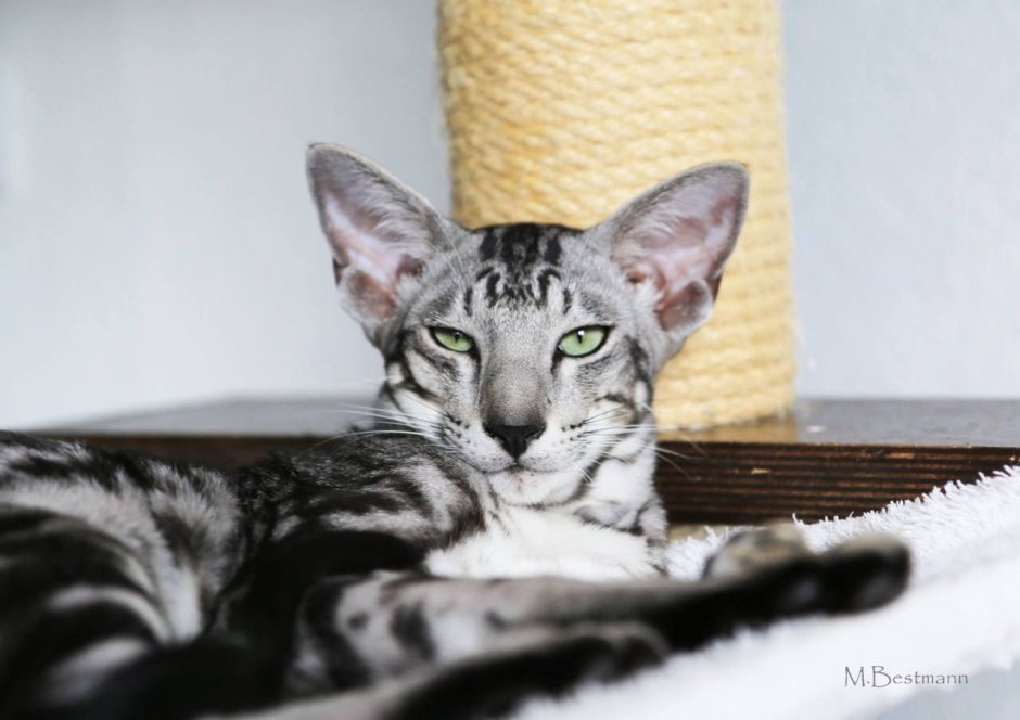 Ориентальный кот и кошка вместе