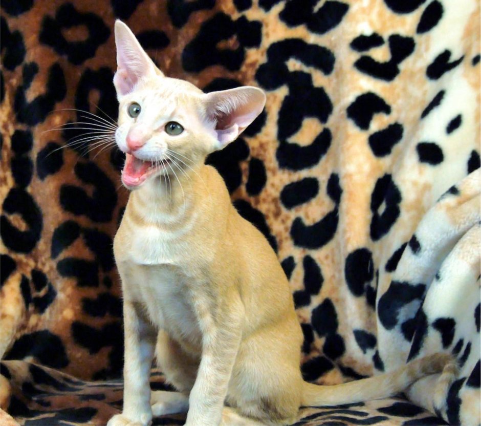 Кошки бенгальской породы