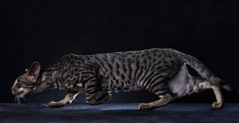 Ориентальная кошка табби