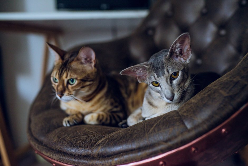 Ориентал бенгал