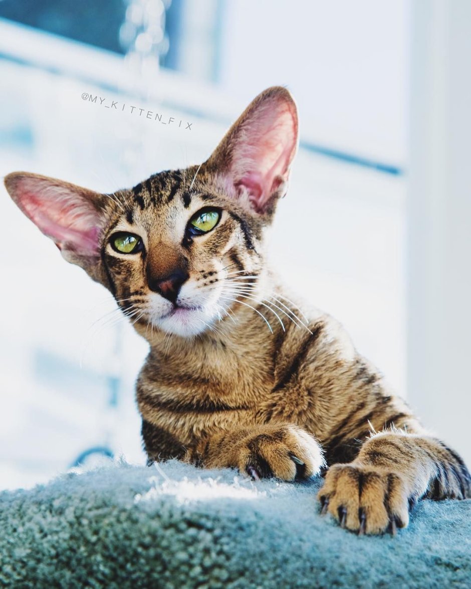 Бенгал кошек Ориентал