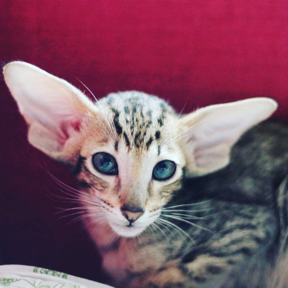 Бенгальская Ориентальная кошка