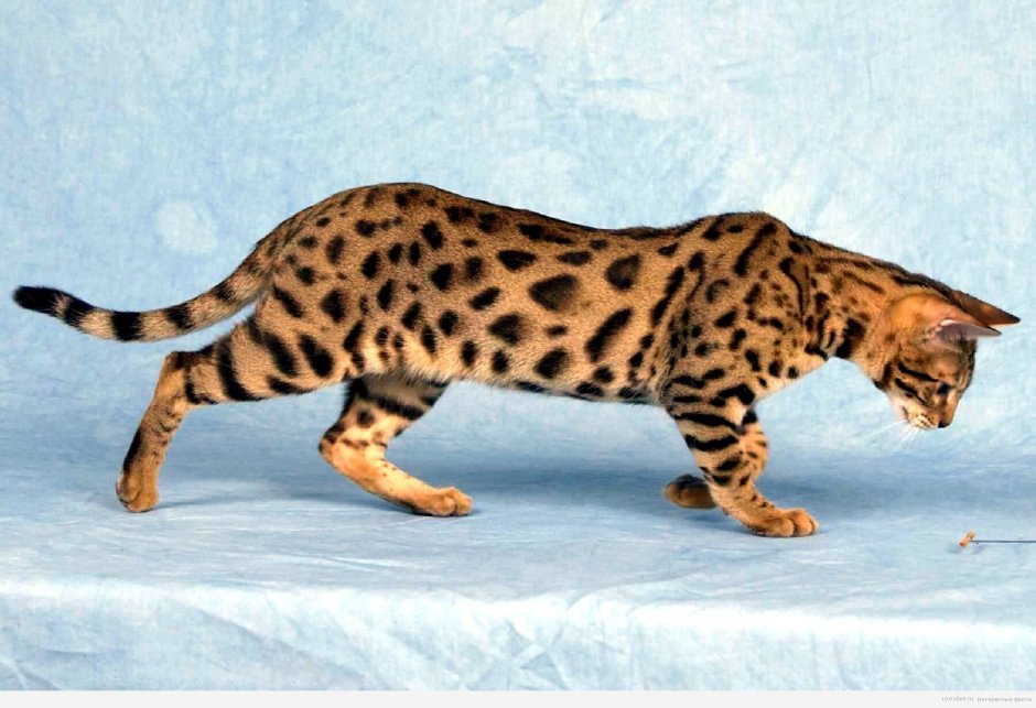 Бенгалы котята