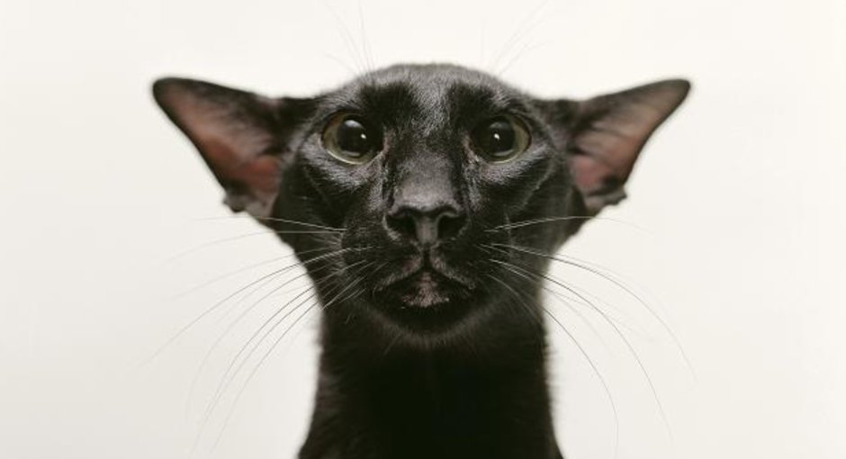 Кот грузин Ориентальная кошка