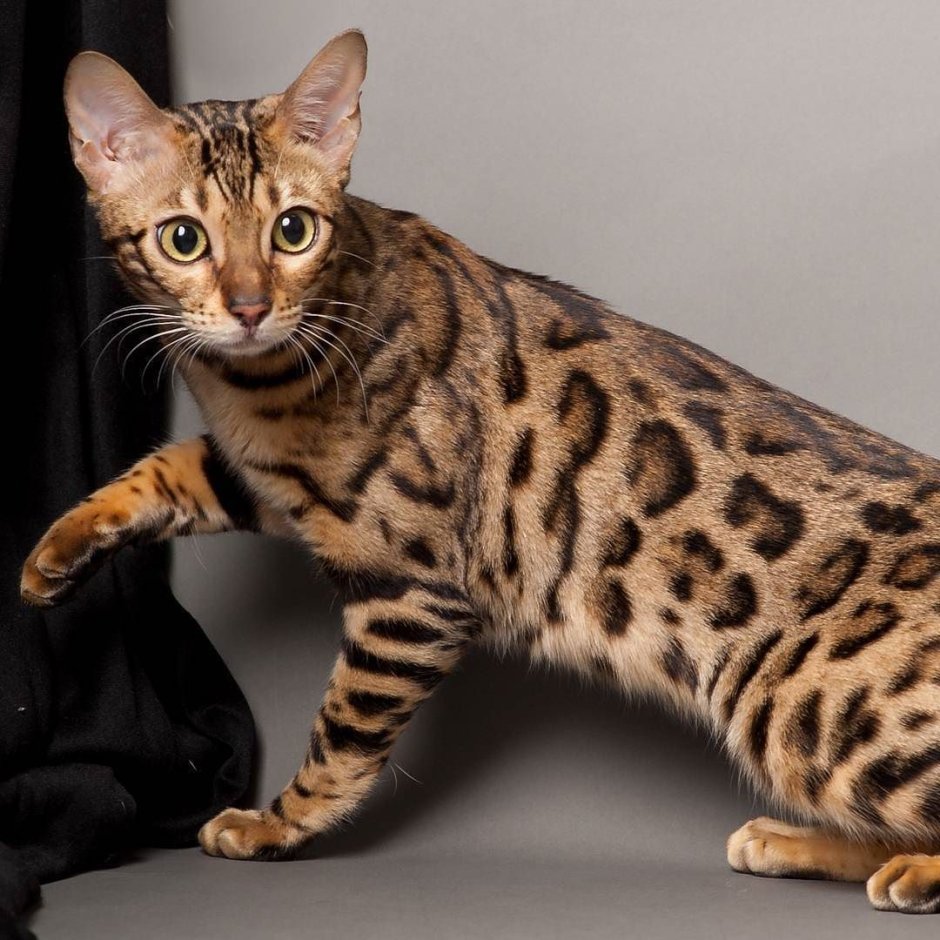 Бенгальская Ориентальная кошка
