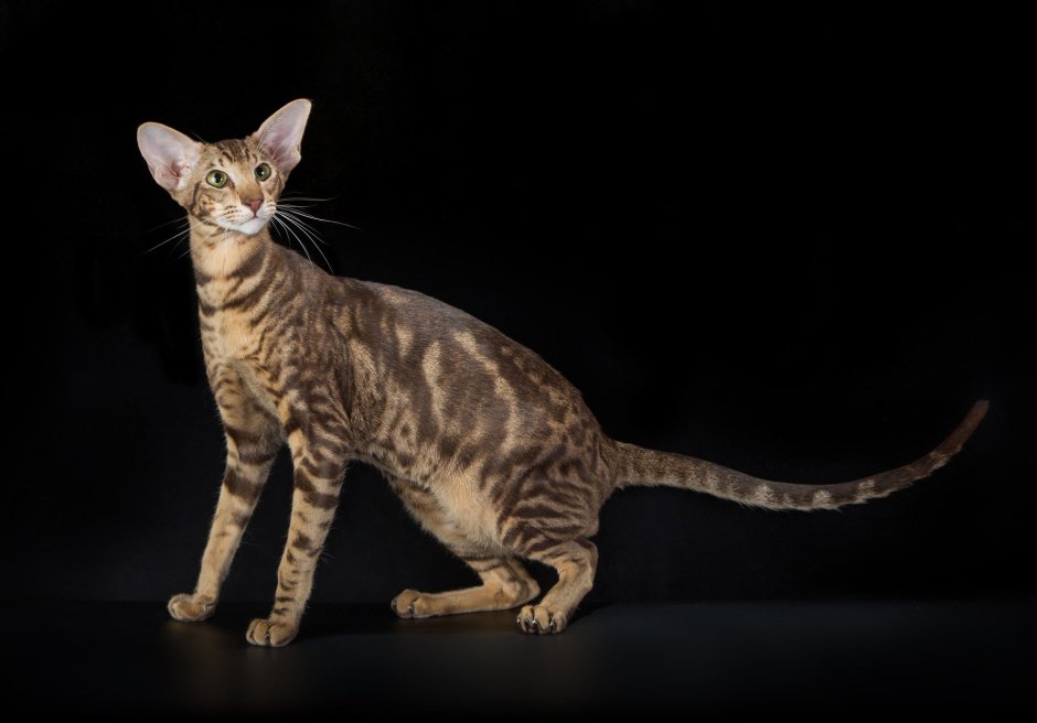 Ориентальная кошка