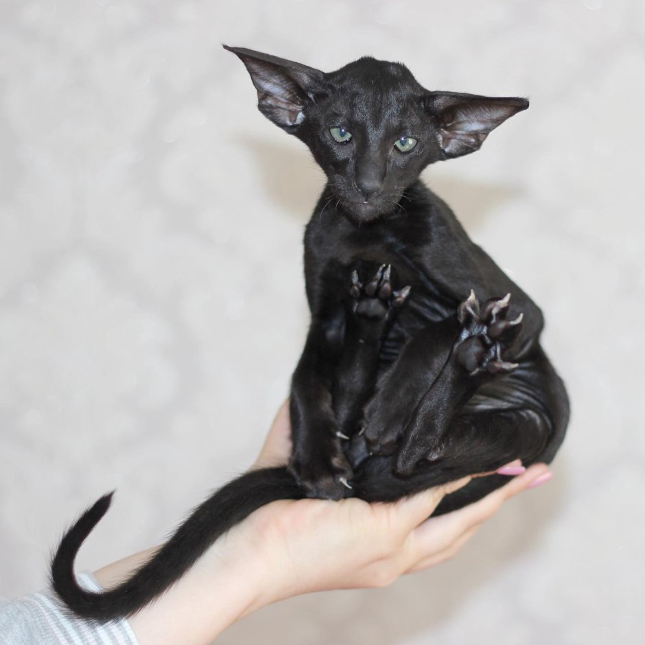 Ориентальная порода кошек