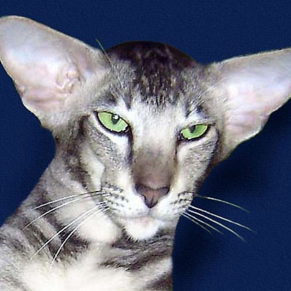 Египетская Ориентальная кошка