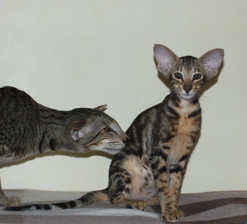 Порода Ориентал Добби