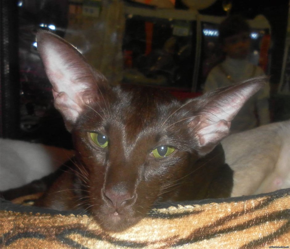 Ориентальная кошка