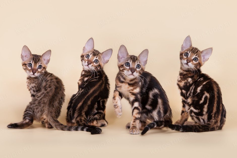 Ориентальная кошка упитанная