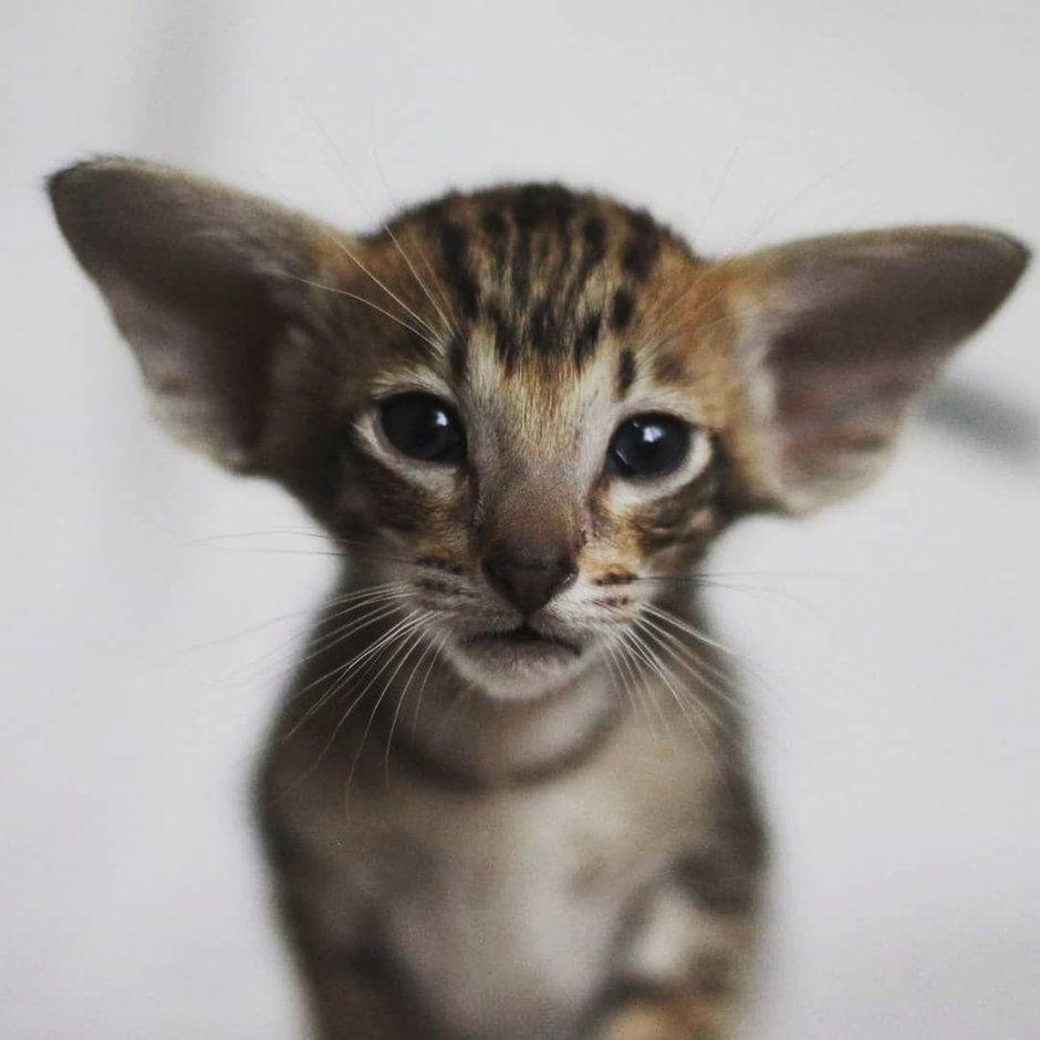 Ушастый кот порода Ориентал