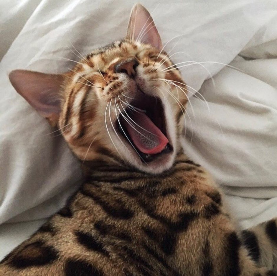 Кошка Саванна и сервал