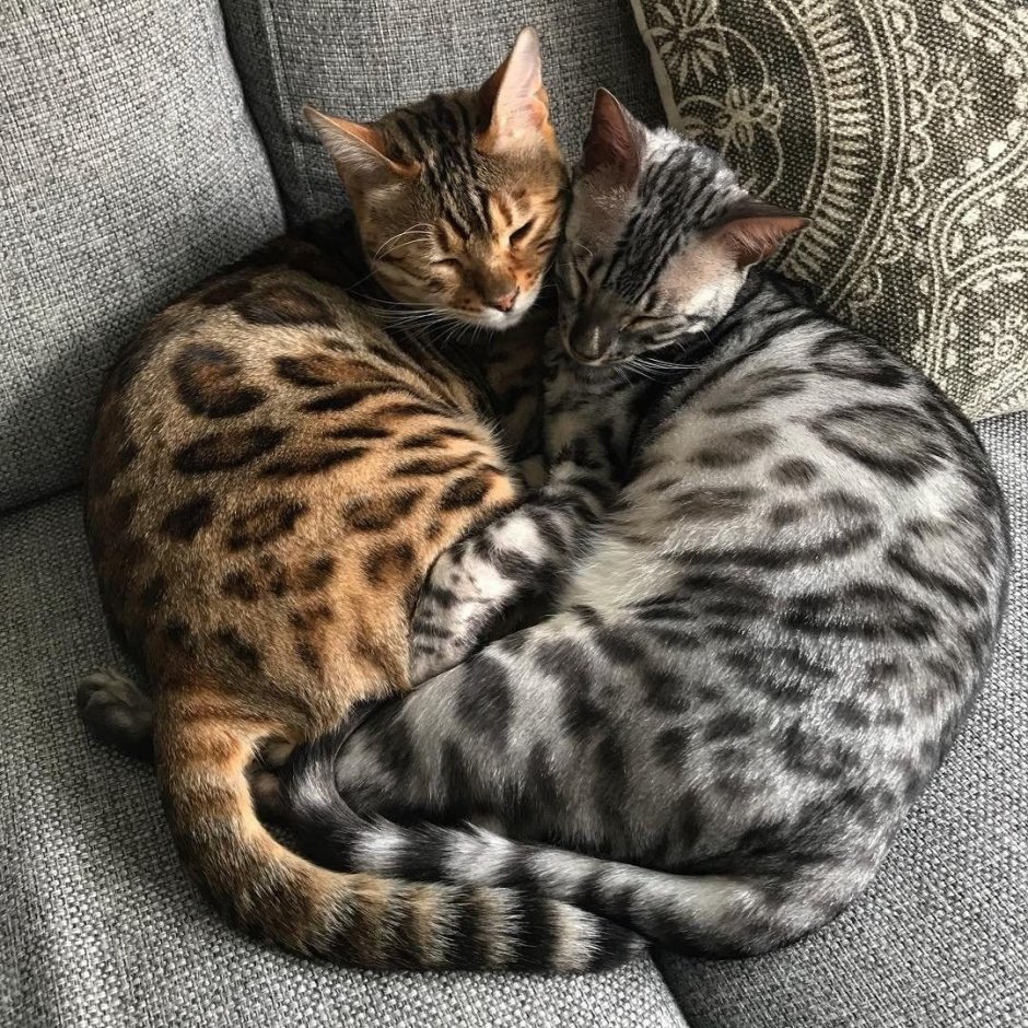 Сервал и каракал