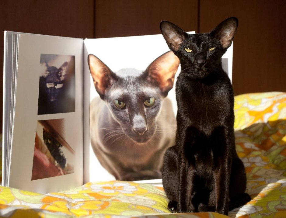 Мейн кун Калико