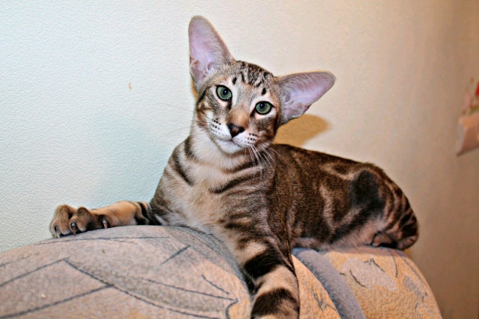 Как ориенталы уживаются с другими кошками