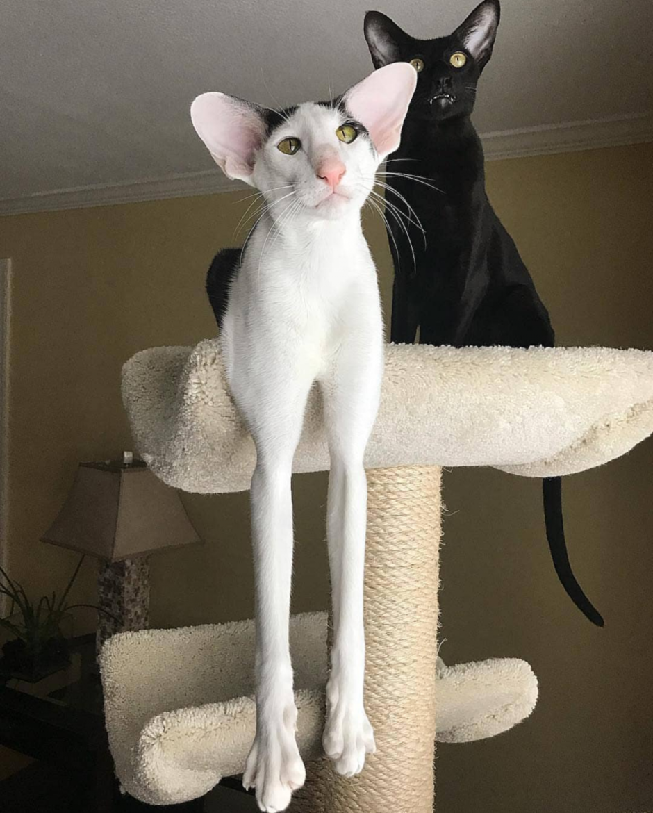 Кошки в Каире