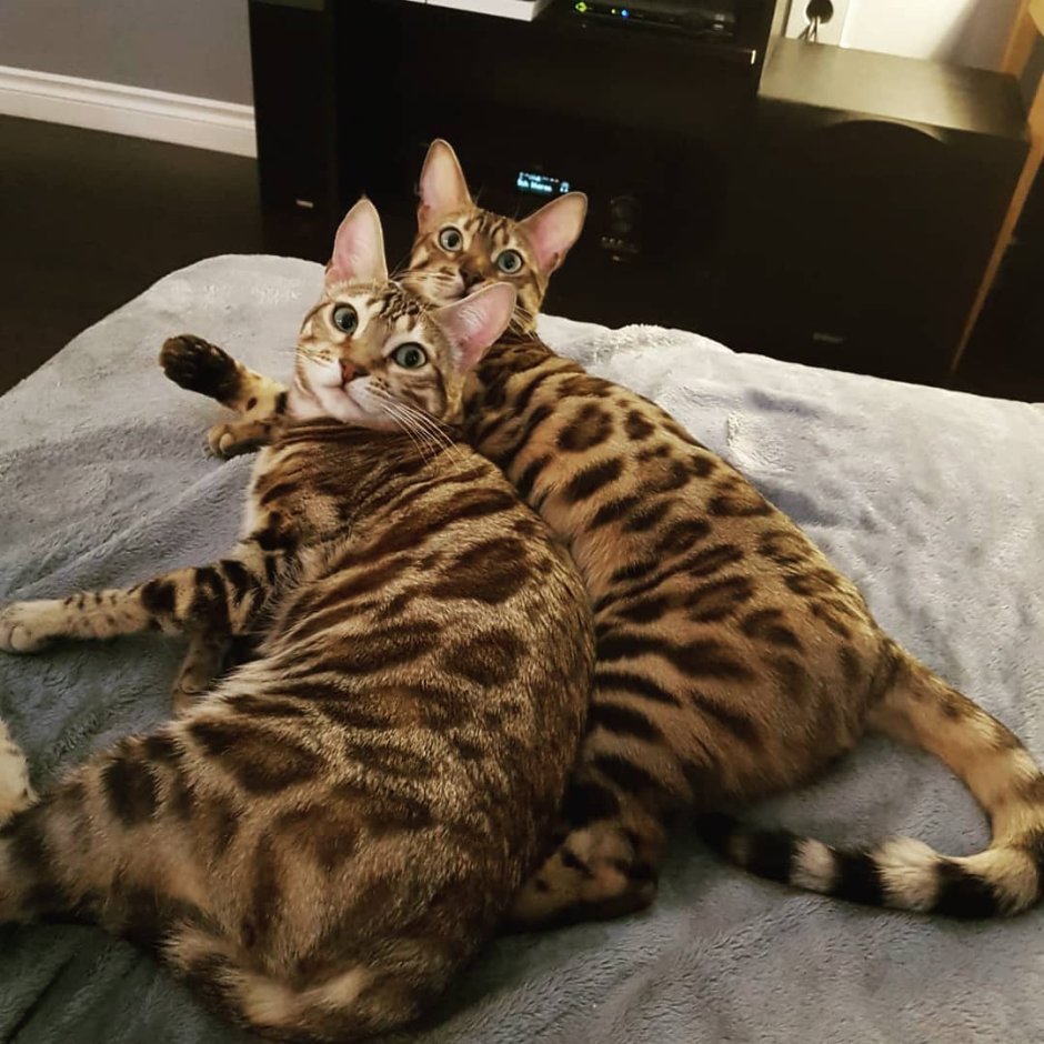 Ориентальная короткошерстная