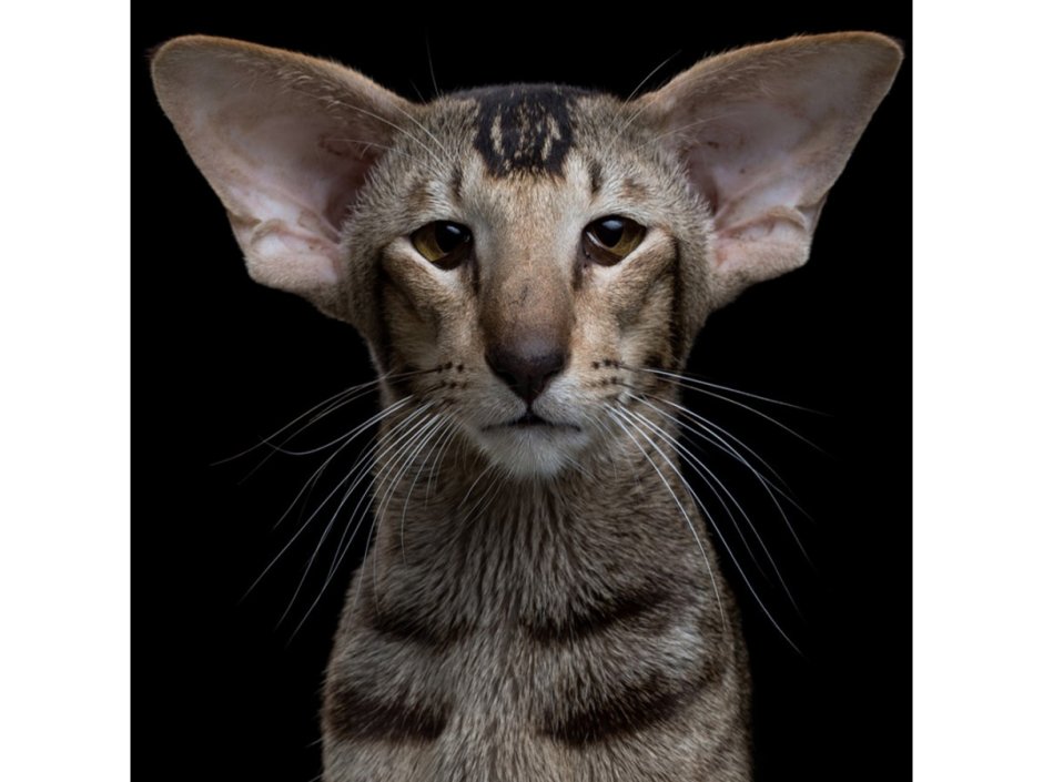 Бенгальский Ориентал