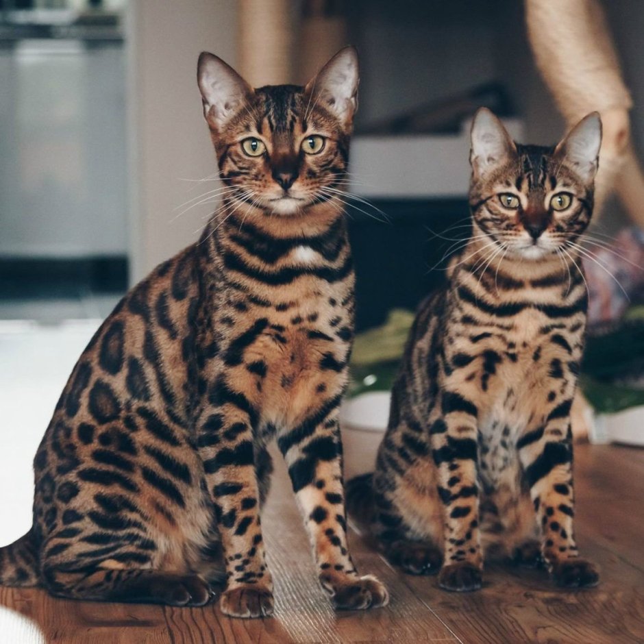 Бенгал и абиссинец