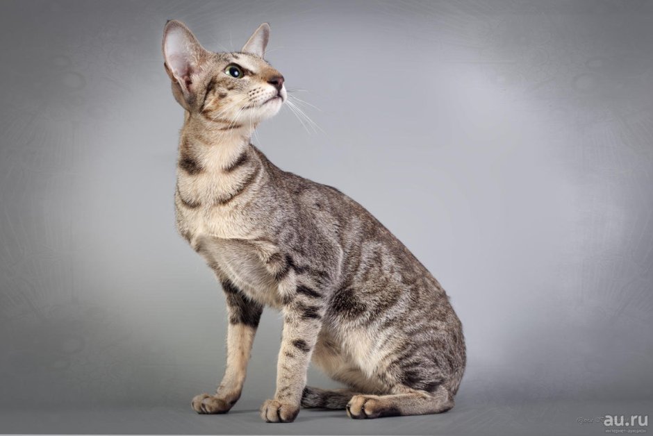 Кот породы Ориентал
