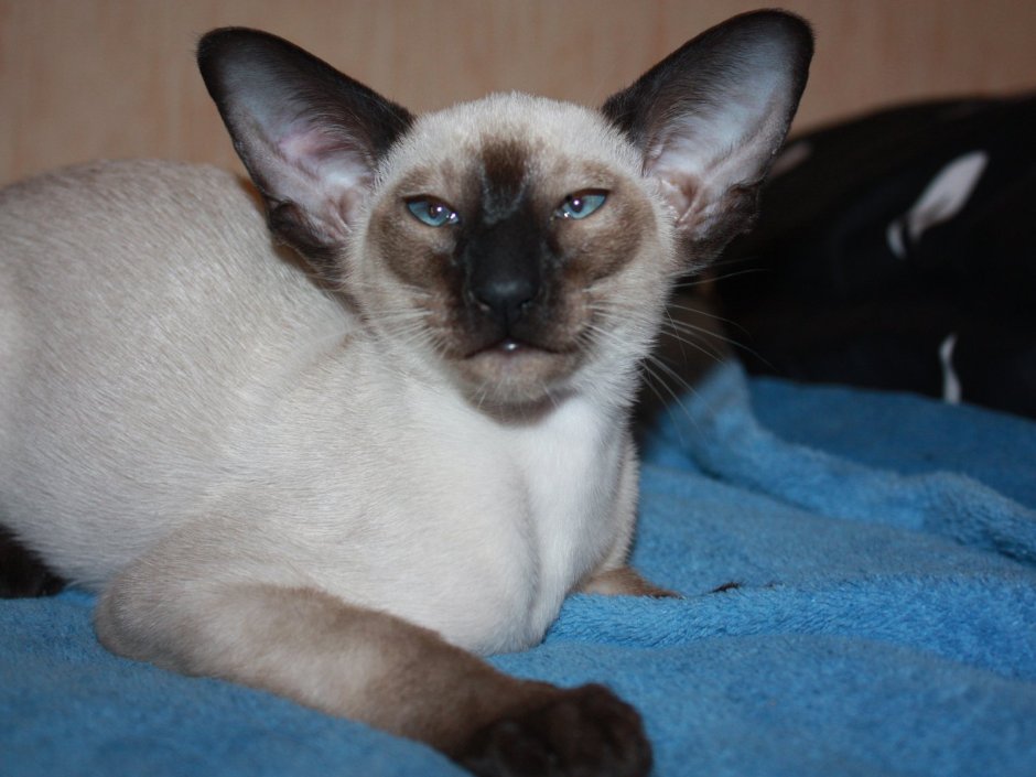 Кот с буквой м на лбу