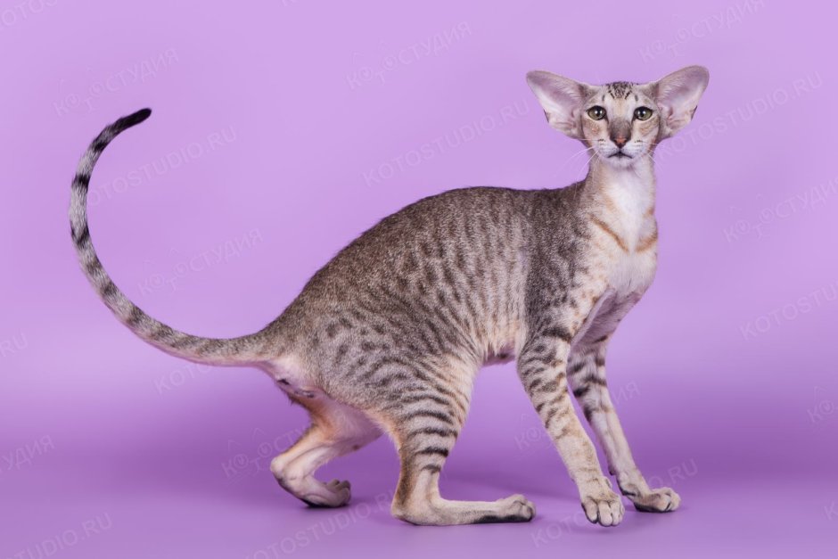 Ориентал с резными ушками