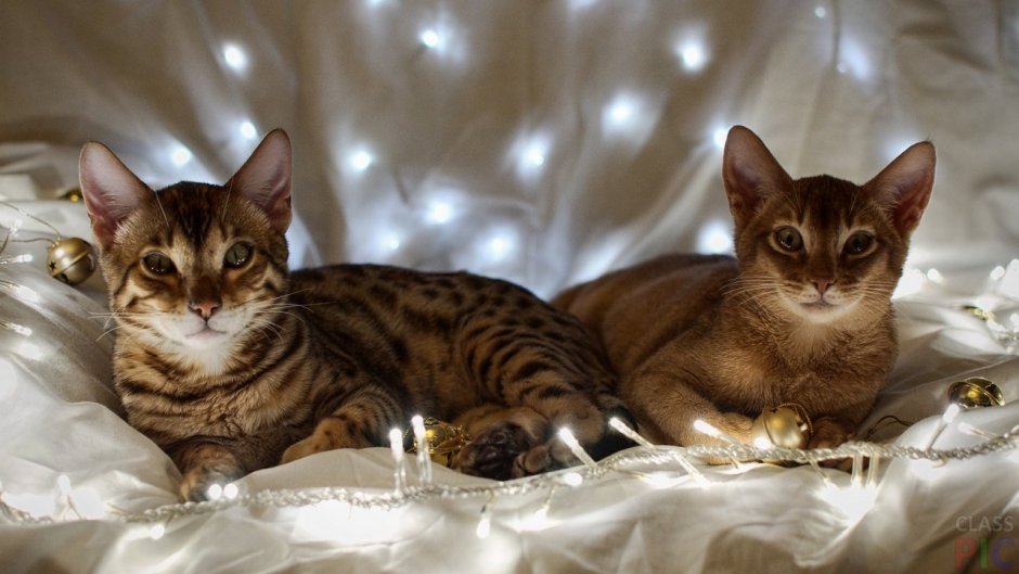 Коты ориенталы грузины