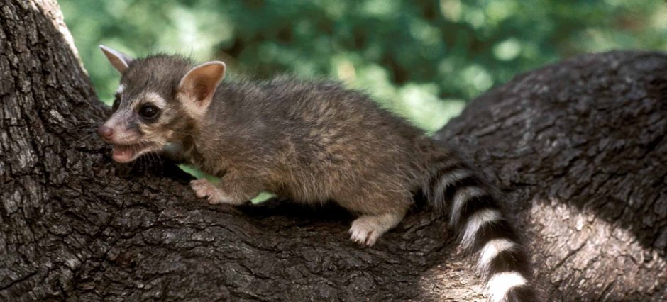 Даурский хомячок (Cricetulus Barabensis)