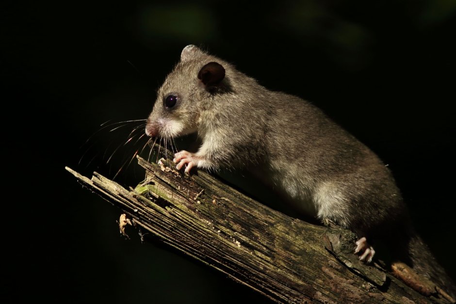 Rodentia, Cricetidae, Sigmodontinae