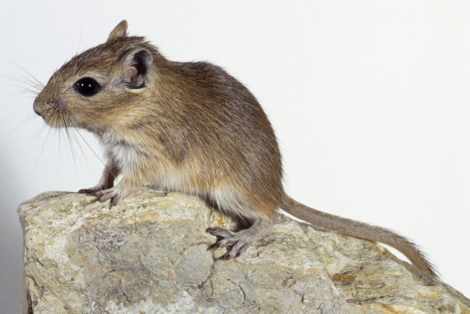 Полуденная Песчанка Meriones Meridianus