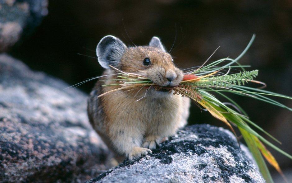 Садо́вая Со́ня ( eliomys quercinus)