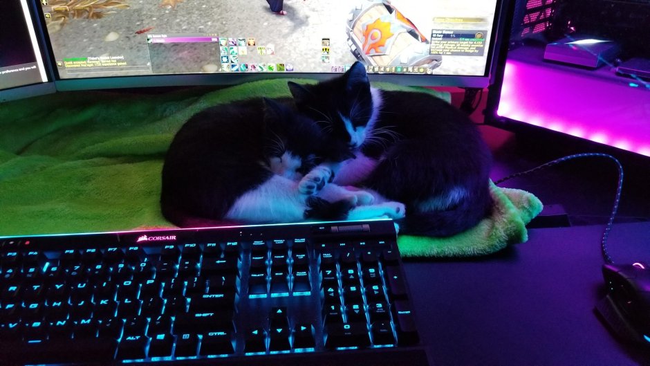 Котики на ПК