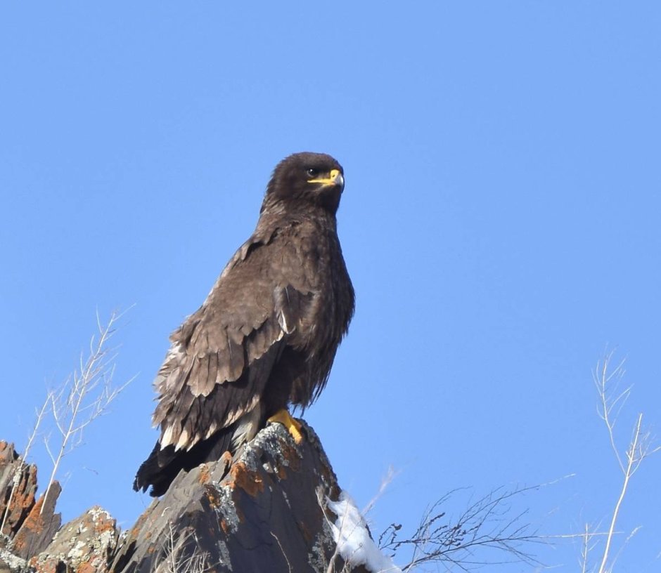 Aquila nipalensis