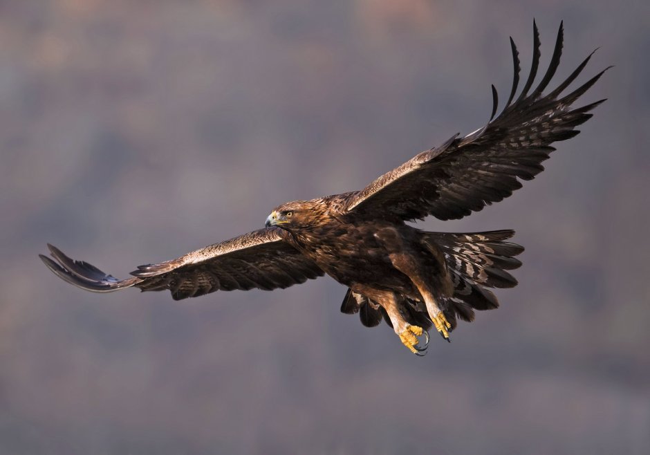 Aquila chrysaetos
