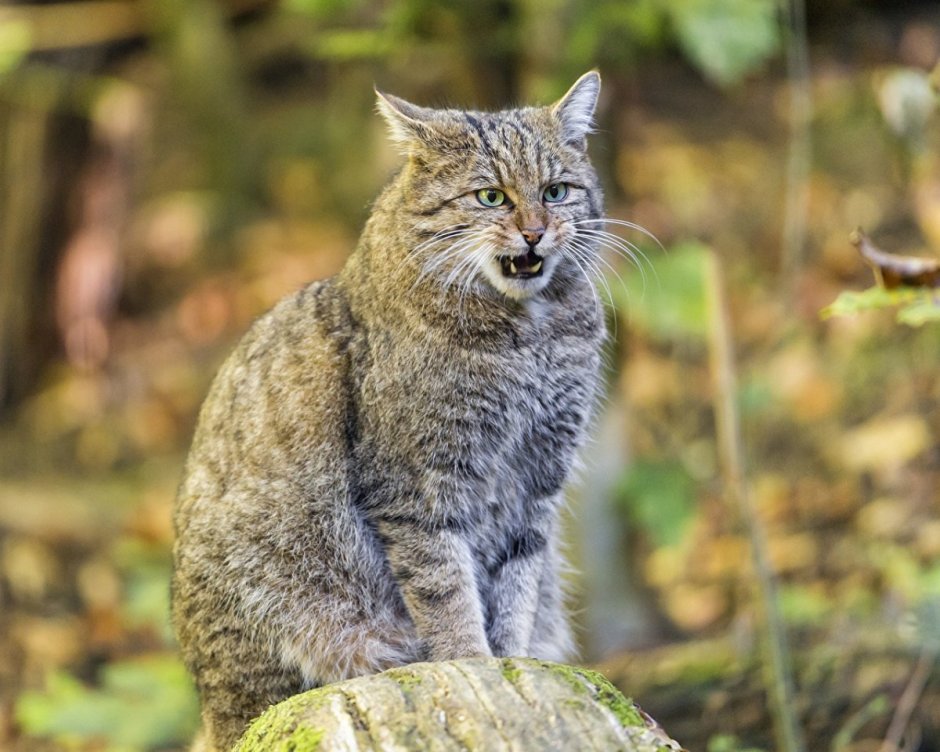Дальневосточный Амурский Лесной кот